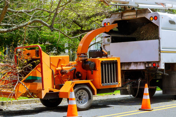 Trusted Schriever, LA Tree Removal and Landscaping Services Experts